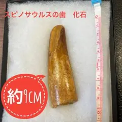 スピノサウルスの歯 化石