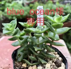 多肉植物 十字星 抜き苗