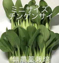 ミニチンゲンサイ 青梗菜 約500g