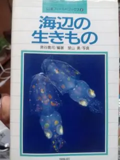 海辺の生きもの