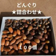 どんぐり 詰合わせ 100個 マテバシイ うばめがし アラカシ イチイガシ木の実
