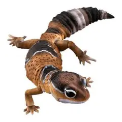 ニシアフリカトカゲモドキ　ノーマル　ガチャ
