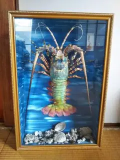 伊勢海老 剥製 イセエビ剥製 | 魚道部！のブログ ～とある剥製師のひとり言～