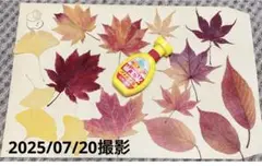 Hanna様 リクエスト 2点 まとめ商品