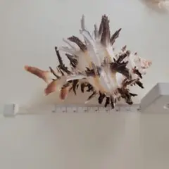 Item thumbnail for item a04aba8f-0184-4030-a9c1-aca3d11636a5