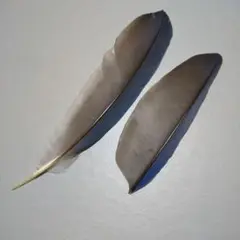 鳥の羽根 ⭐️コリーカンムリサンジャク 羽根