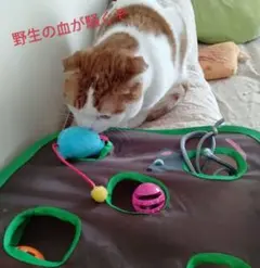 猫用おもちゃ✦狩りごっこで夢中になる!穴が好きなネコちゃんに✦USED