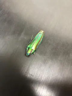 タマムシの魂ぬけたやつ
