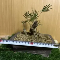 姫蘇鉄　盆栽　希少 姫蘇鉄 盆栽用 曲がり 希少