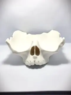 骸骨　フルーツボウル