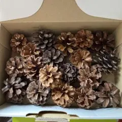 松ぼっくり①大きさ色々