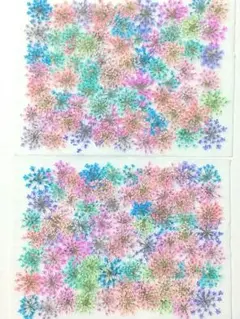押し花 素材 訳あり レースフラワー No.24