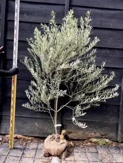 オリーブの木　カヨンヌ 実付き 接木　直立性植物 珍しい品種 オリーブの木 カヨンヌ その他インテリア雑貨 PLANTS