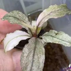 ブセファランドラ ピンクバリエガータ ④ 新時代の女王👻Bucephalandra sp. pink verticillata 美しき