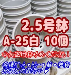プラ鉢2.5号鉢【A-25】10個 スリット鉢 丸 プレステラ 多肉植物7