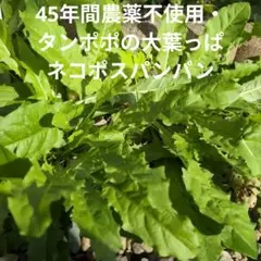 Item thumbnail for item b079b2bf-13fb-46c5-971c-9ad6f1017420