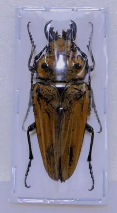 昆虫標本 テナガコガネ各種 クワガタモドキ 産地別コレクション研究用大型ドイツ箱 昆虫標本 テナガコガネ各種 クワガタモドキ 産地別コレクション
