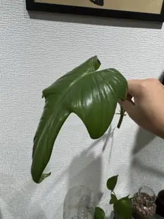 超絶希少 フィロデンドロン シルバーソード斑入 (ハスタータム斑