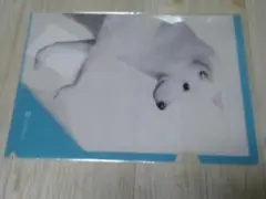 ソフトバンク　クリアファイル