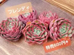 フレンディ エケベリア 多肉植物 韓国苗