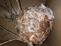 スズメバチの巣　やや大きめ　縁起物