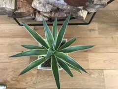 agave demeesteriana アガベ ベネズエラ