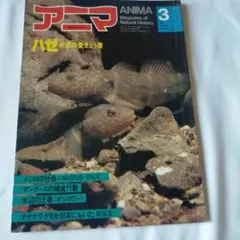 アニマ　１９８２年３月号