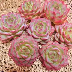 韓国苗♡多肉植物♡シルエット♡美苗♡カット苗