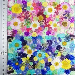 押し花素材　NO879 ノースボール ビオラ 紫陽花　バーベナ 小花　押し花