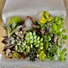 多肉植物 普及種カット苗詰め合わせ 初心者様向け