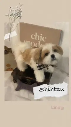 ‪ஐ‬羊毛フェルト ੯•`໒ シーズー
