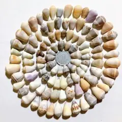 No311 小さなイモガイ 天然貝殻 セット