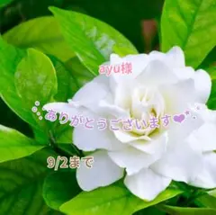 ayu様 おまとめパーツ(˘͈ᵕ ˘͈ *)♡