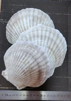 帆立の貝殻