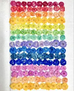 押し花素材、カラー八重のコデマリ。150枚。1。
