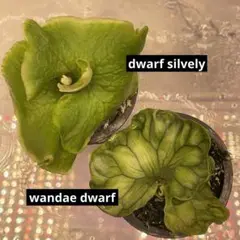 Canal ワンダエドワーフ　獅子座　リドレイドワーフシルベリー 3種 ビカクシダ、リドレイドワーフC （リドレイ ドワーフ （現品