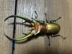 いきもの大図鑑　クワガタ