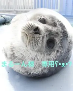 まるーん様　専用