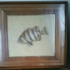石鯛剥製 イシダイ 標本 魚体30㎝ 額60.5×51.5×5㎝ 額装 栄螺 石鯛剥製 イシダイ 標本 魚体30㎝ 額60.5×51.5×5㎝ 額装 栄螺