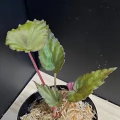ハッピーちゃん様ご確認用❣️Begonia ベゴニア原種 ベゴニア | HAPPAX