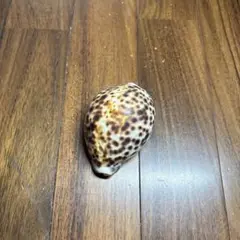 ホシダカラ　タカラガイ科