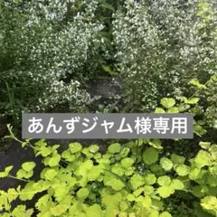 ✳︎専用✳︎
