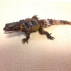 いきもの大図鑑アドバンス SELECTED EDITION アルマジロトカゲ