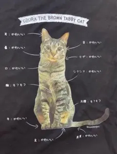 訳アリ、新品❗️猫　解説Tシャツ
