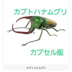 カブトハナムグリ　いきもの大図鑑　かぶとむし09　ガチャ　ガシャポン　カプセル版