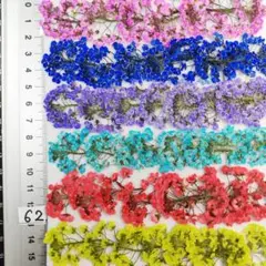 スーパーアリッサム　染め 　No62 　押し花 押し花素材 @¥850