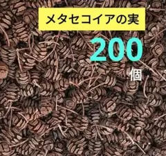#H59 メタセコイアの実 天然素材 ドライ 木の実　200個