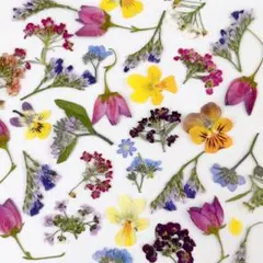 押し花ミックス詰め合わせ