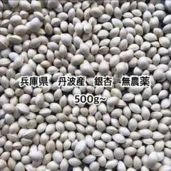 【特別価格】兵庫県 丹波産 銀杏 無農薬 500g~+α