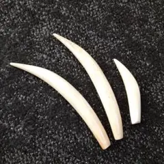 約12cmの小さなキバ/中小動物の牙角骨材/根付けアクセサリー細工彫刻加工材料
